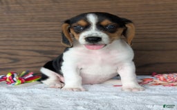 Beagle dogs for sale: Toby - Image 14