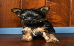 Yorkshire Terrier dogs for sale: Austin - Image 3