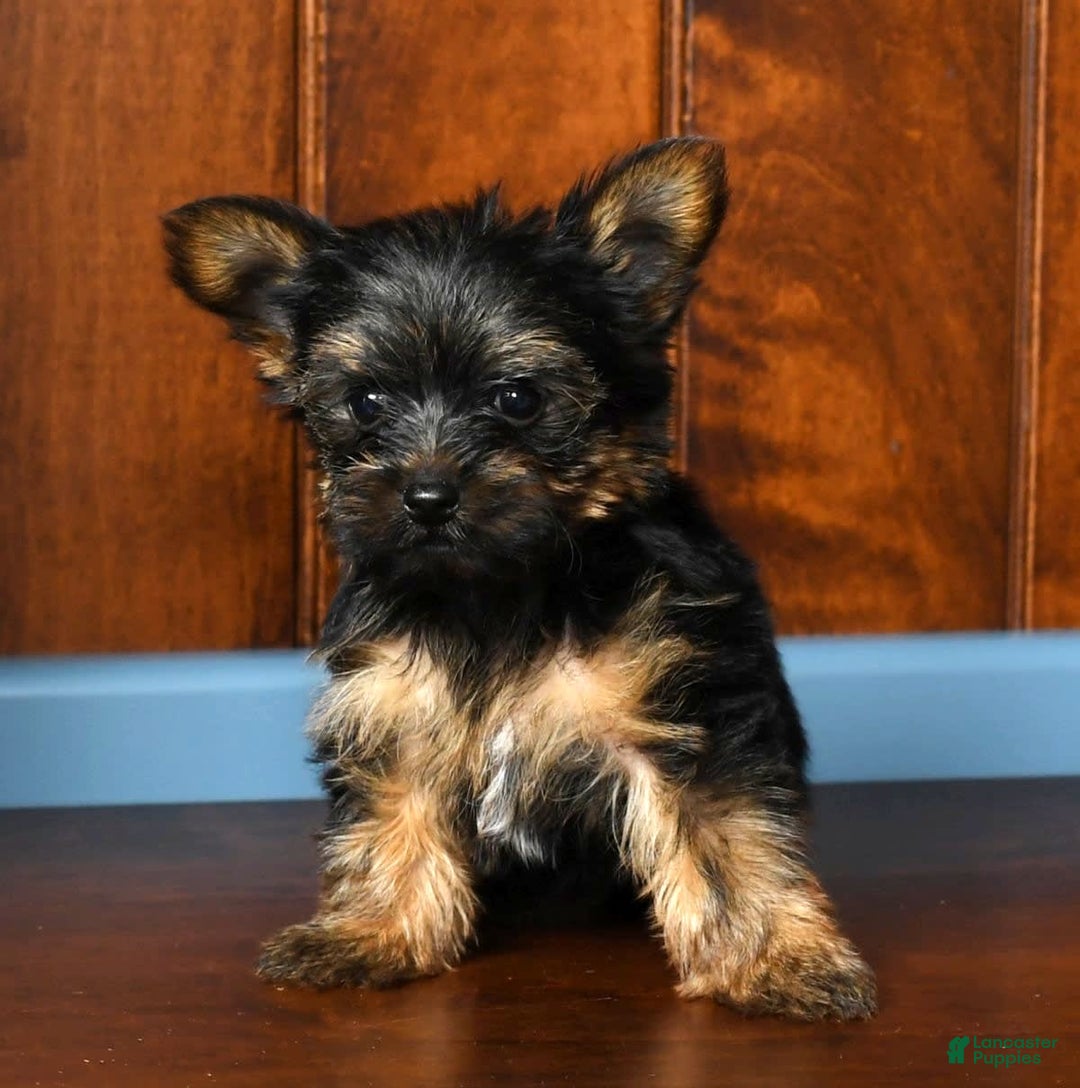 Yorkshire Terrier dogs for sale: Austin - Image 3