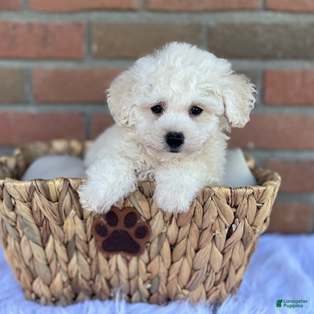 Bichpoo dogs for sale: Trump - Listing for pets: Trump - Image 4