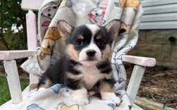 Welsh Corgi Pembroke dogs for sale: Jasper - Image 2