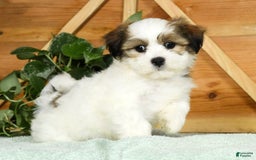 Teddy Bear dogs for sale: Wednesday - Image 7
