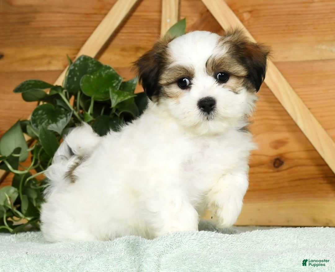 Teddy Bear dogs for sale: Wednesday - Image 7