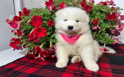 Samoyed dogs for sale: Bonnie - Image 1