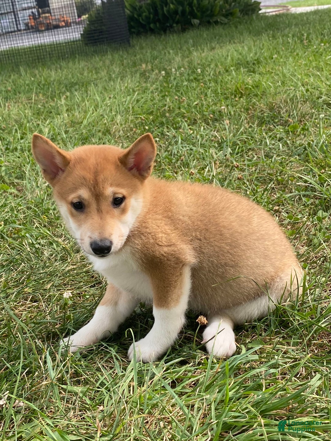 Shiba Inu dogs for sale: Iris - Image 2