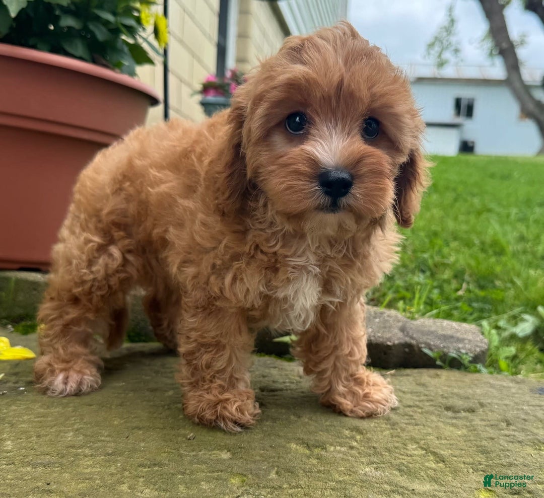 Cavapoo dogs for sale: Olivia - Image 2