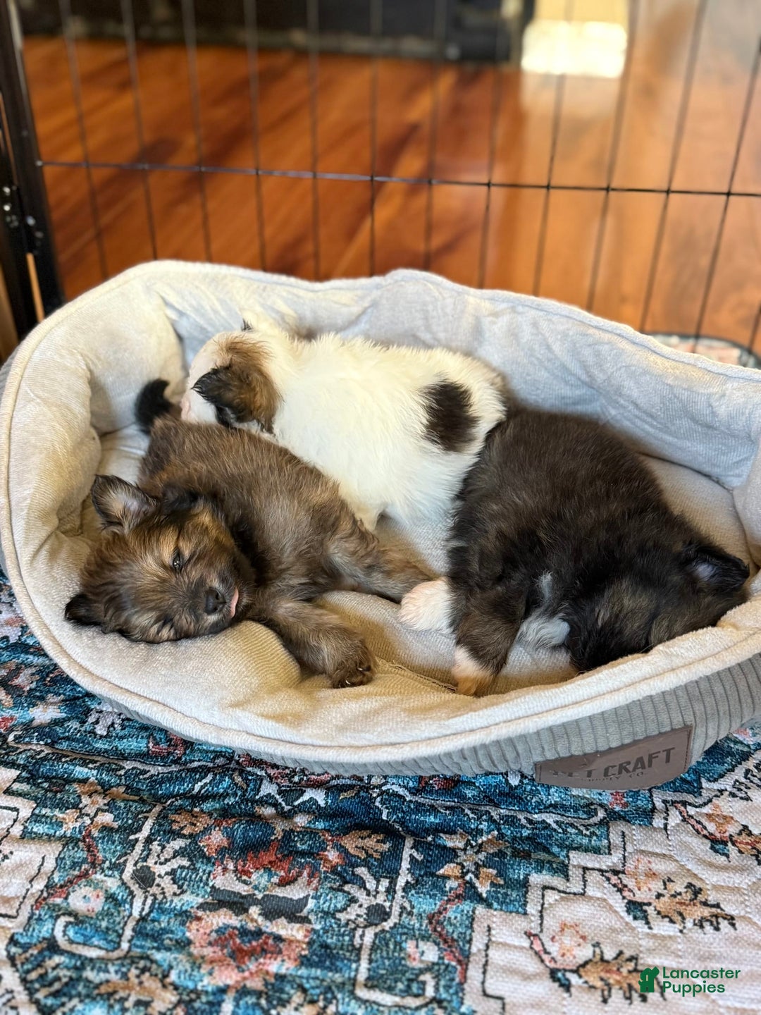 Pomeranian dogs for sale: Mocha - Image 1
