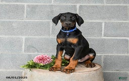 Doberman Pinscher dogs for sale: Ace - Image 1