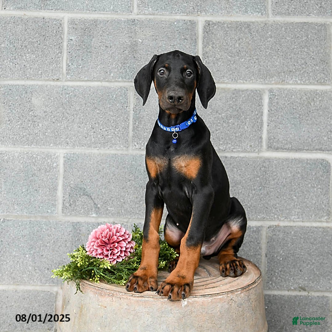 Doberman Pinscher dogs for sale: Ace - Image 1