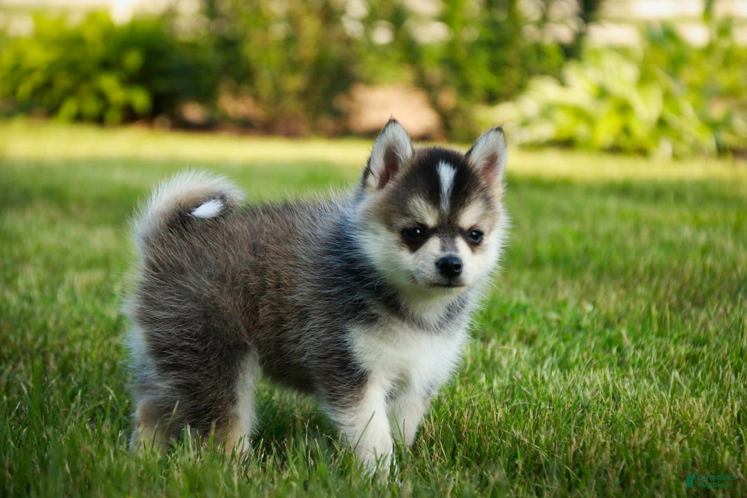 Pomsky dogs for sale: Fira - Image 19