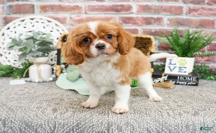 Cavalier King Charles Spaniel dogs for sale - Ad 4