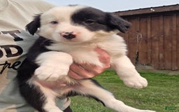 Border Collie dogs for sale: Rex - Image 2