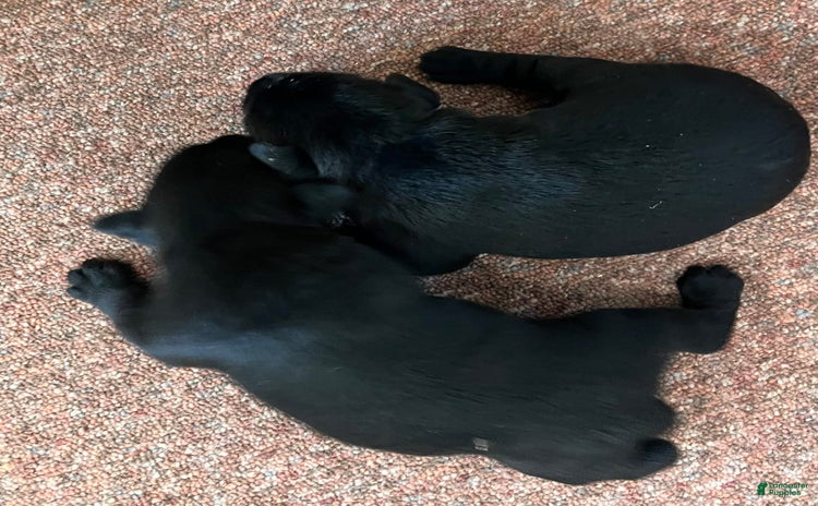 Standard Schnauzer dogs - Advert 2
