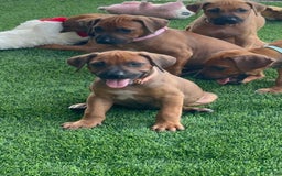 Rhodesian Ridgeback dogs for sale: Peach - Image 5