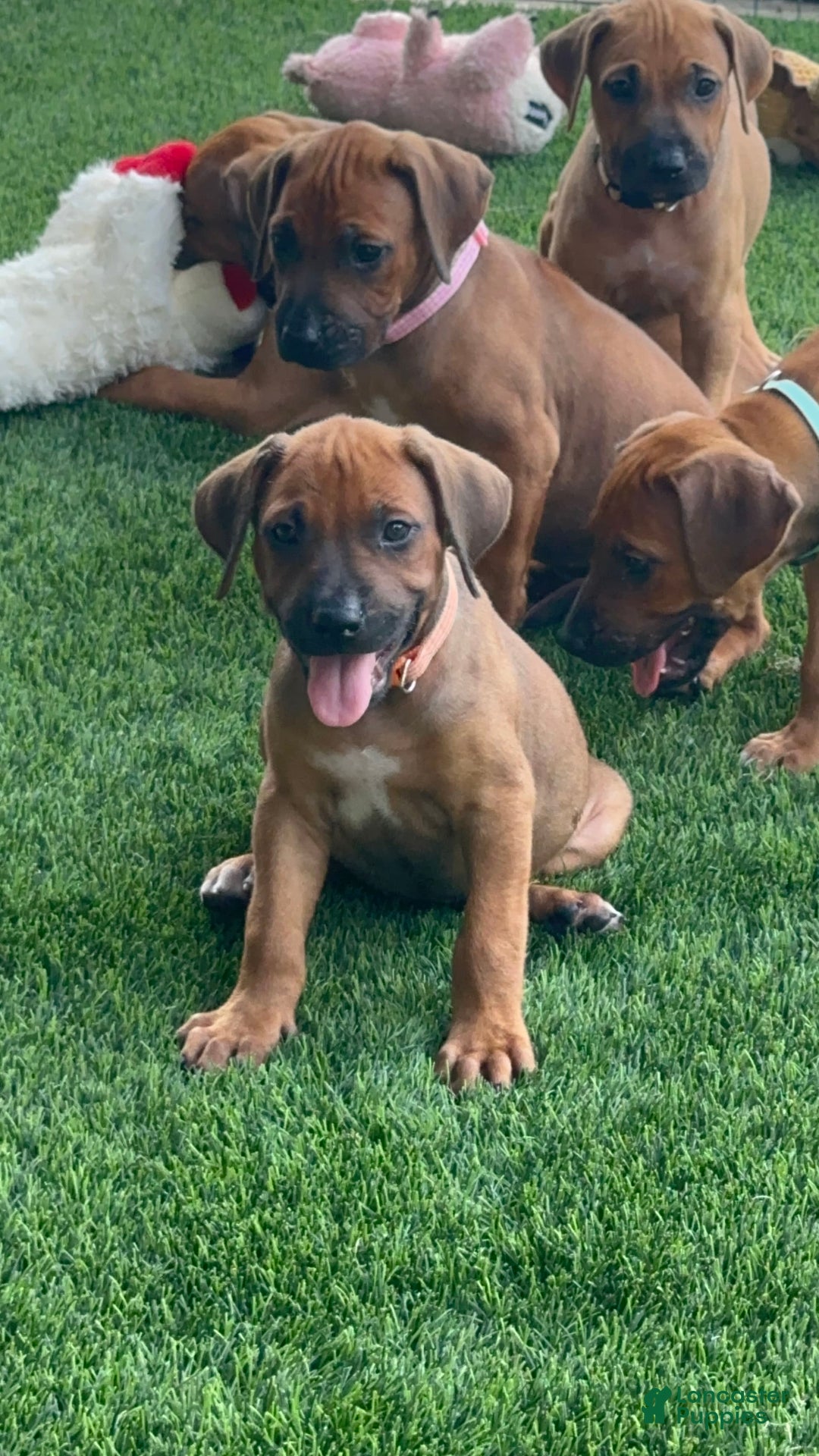 Rhodesian Ridgeback dogs for sale: Peach - Image 5