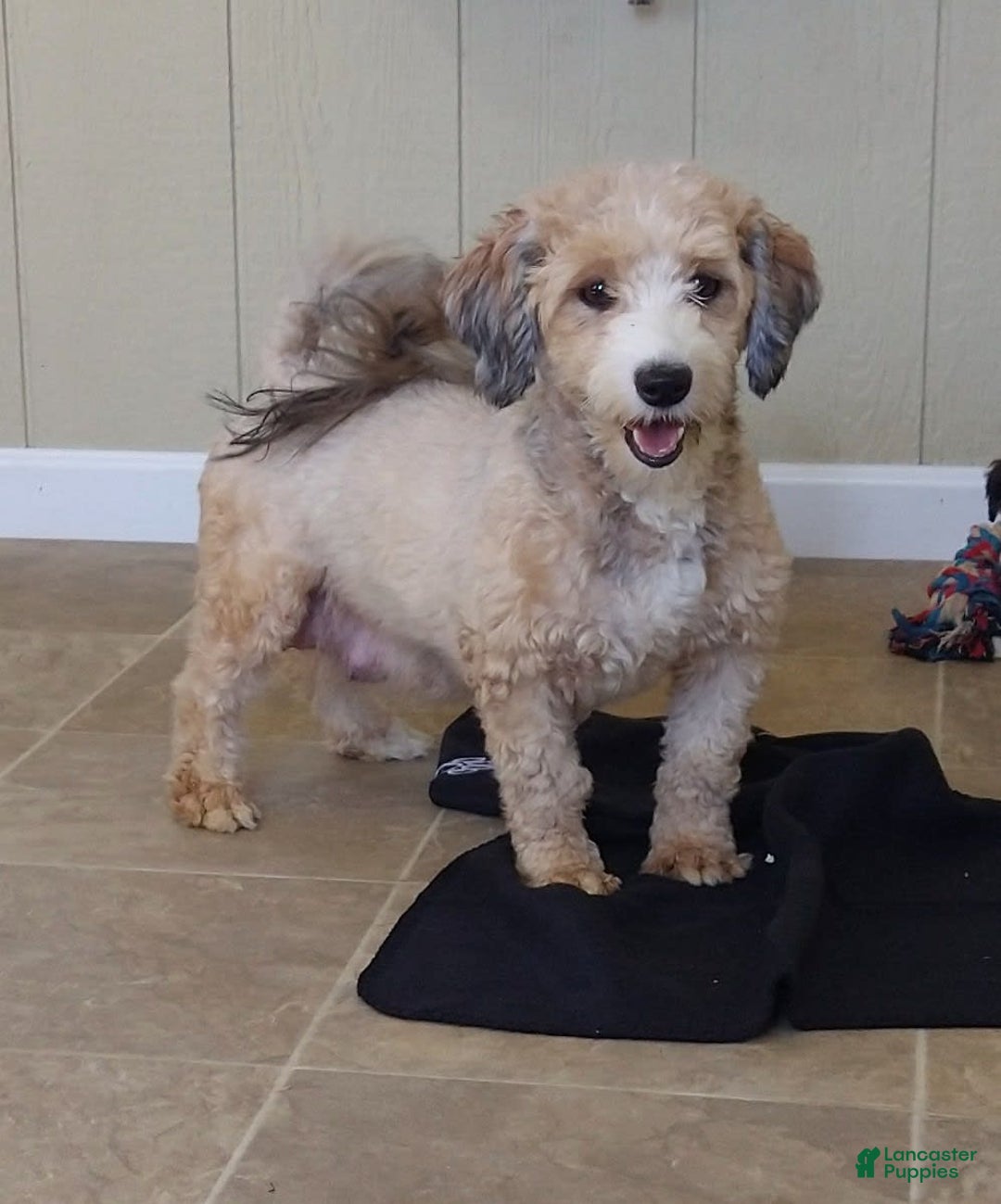 Havanese dogs for sale: Dylan - Image 9