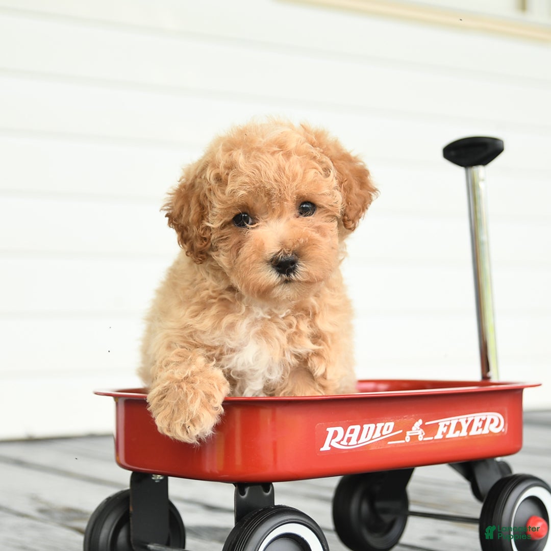 Maltipoo dogs for sale: Ruby - Image 4