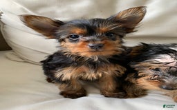Yorkshire Terrier dogs for sale: Nala - Image 11