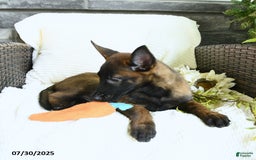 Belgian Malinois dogs for sale: Aspen - Image 4