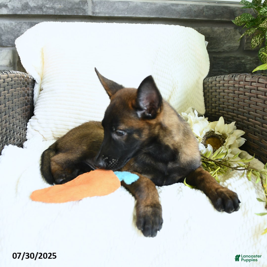 Belgian Malinois dogs for sale: Aspen - Image 4