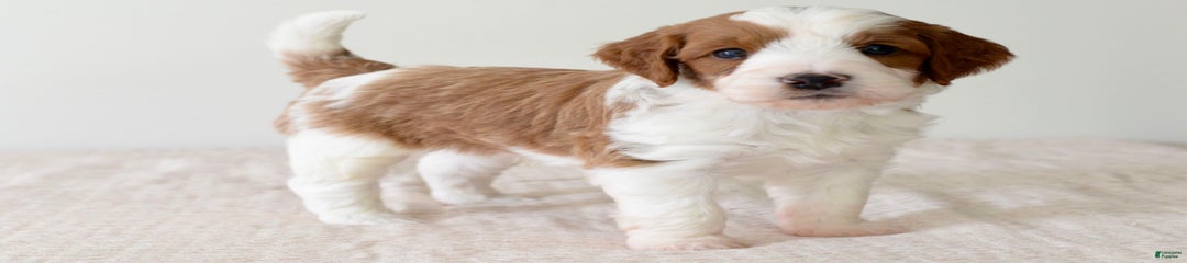 Duke
