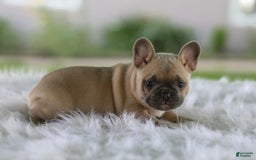 French Bulldog dogs for sale: Tank - Image 1