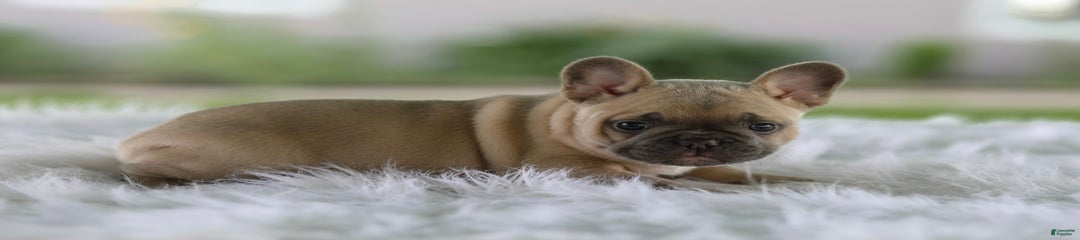 Tank