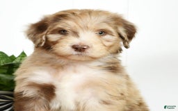 Aussiedoodle dogs for sale: Travis - Image 2