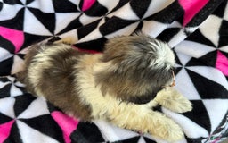 Shih Tzu dogs for sale: Mopsy - Image 3