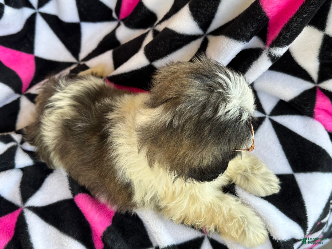 Shih Tzu dogs for sale: Mopsy - Image 3