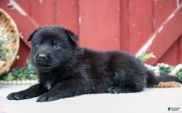 German Shepherd dogs for sale: Sushi - Image 5