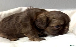 Shih Tzu dogs for sale: Karlton - Image 12