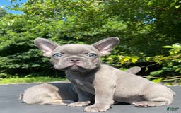French Bulldog dogs for sale: Luna - Image 14