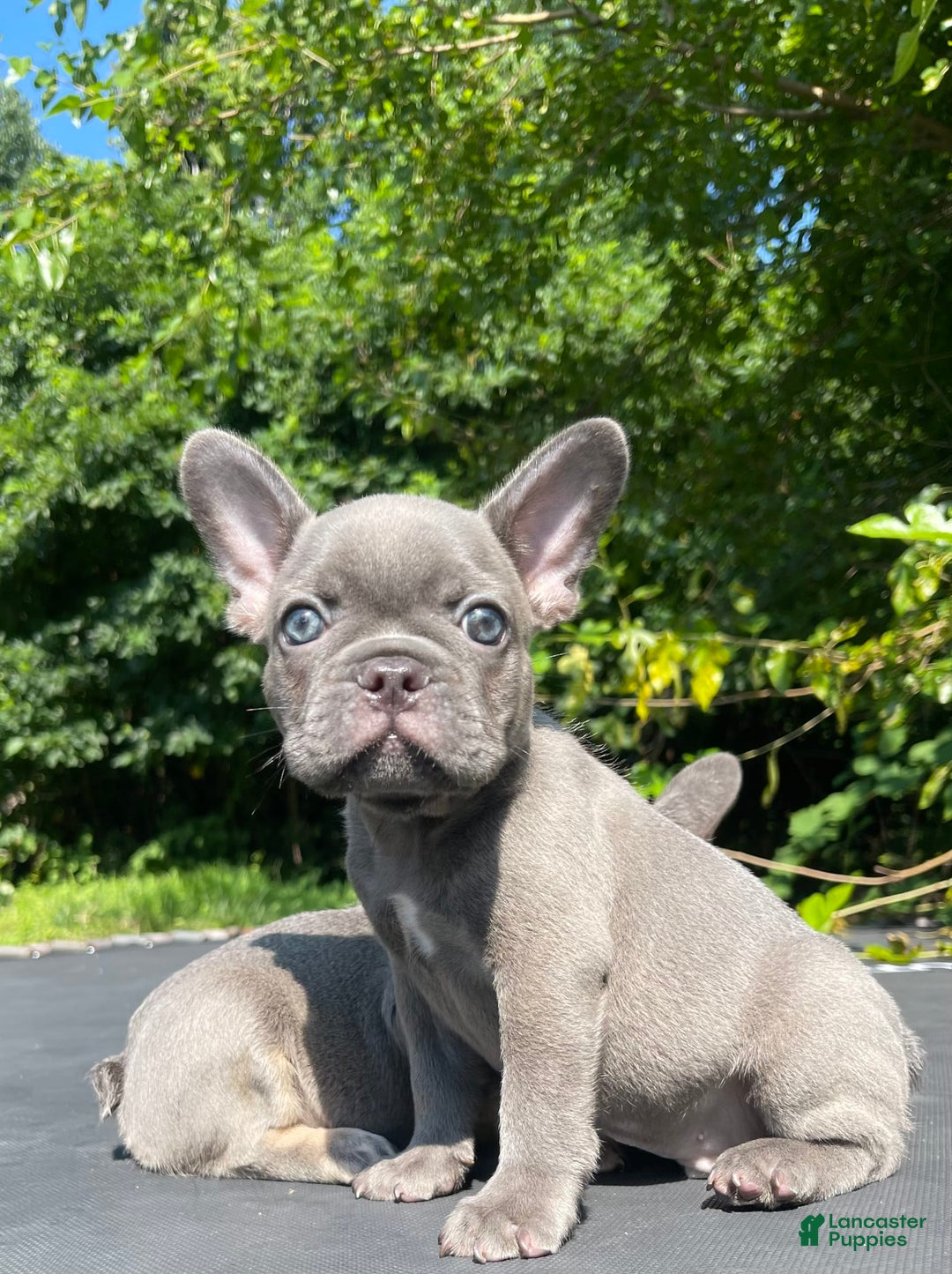 French Bulldog dogs for sale: Luna - Image 14