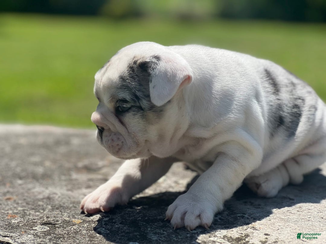 English Bulldog dogs for stud: Weezy - Image 1