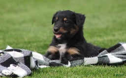English Shepherd dogs for sale: Milano - Image 1