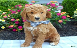Standard Poodle dogs for sale: Dustan - Image 6