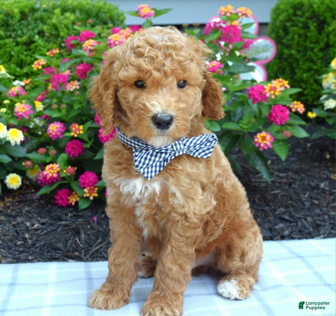 Standard Poodle dogs for sale: Dustan - Image 6