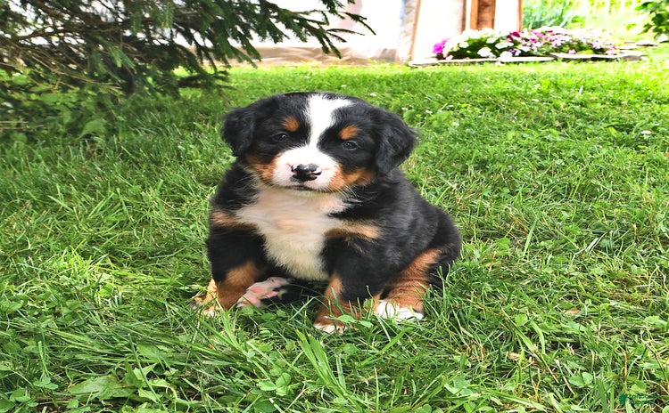 Bernese Mountain Dog dogs - Advert 14