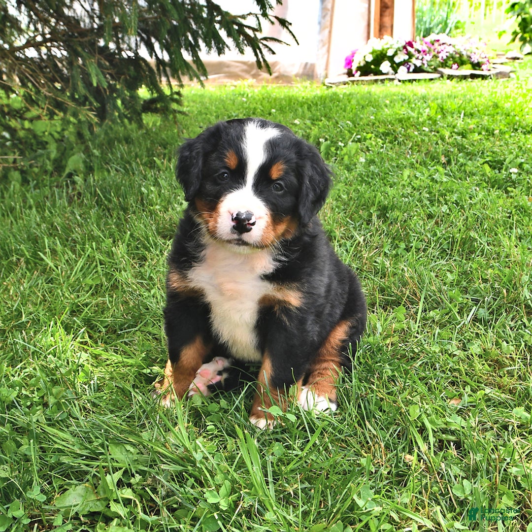 Bernese Mountain Dog dogs for sale: Vincent - Image 4
