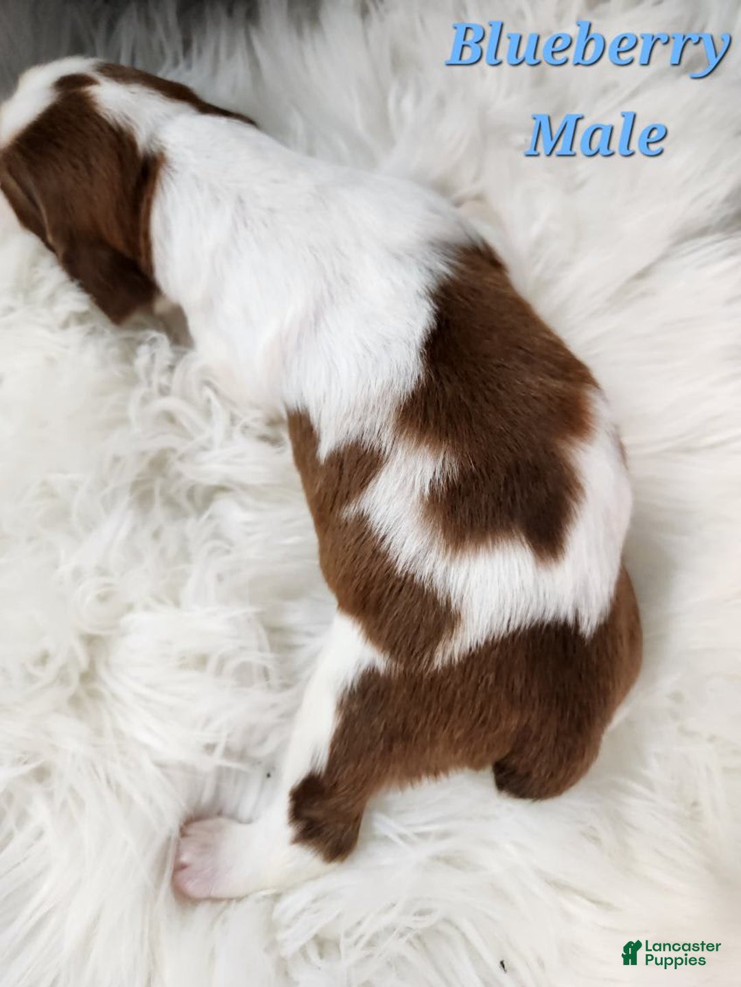 English Springer Spaniel dogs for sale: Blueberry - Image 2