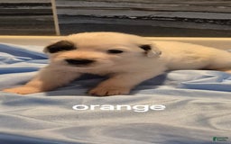 Great Pyrenees dogs for sale: Orange - Image 6