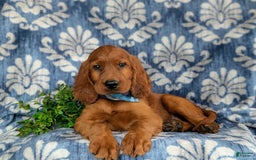 Irish Setter dogs for sale: Jackson - Image 5