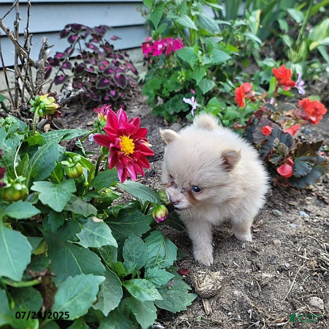 Pomeranian dogs for sale: Cameron - Image 3