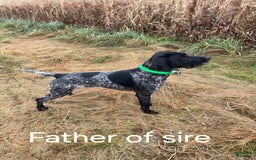 German Shorthaired Pointer dogs for sale: Rocky - Image 3