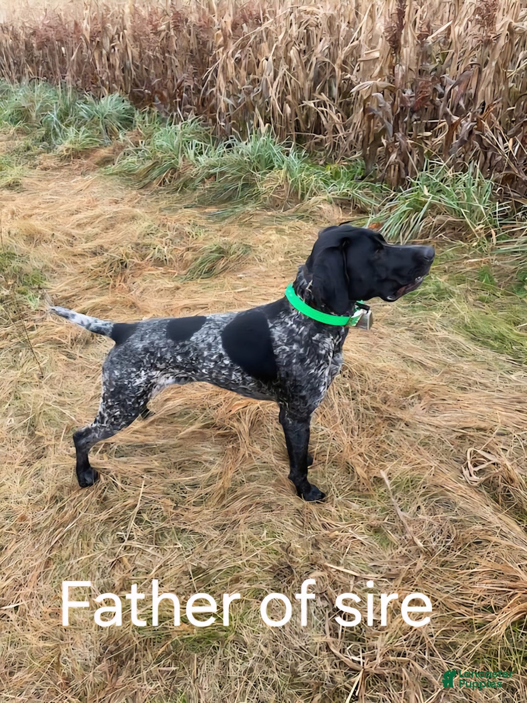 German Shorthaired Pointer dogs for sale: Rocky - Image 3