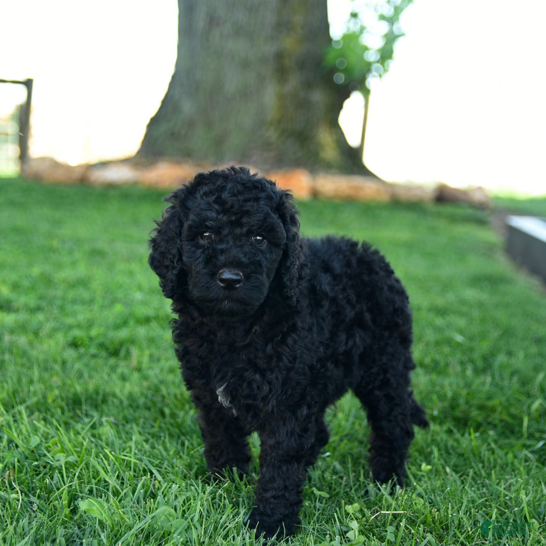 Standard Poodle dogs for sale: Connie - Image 3