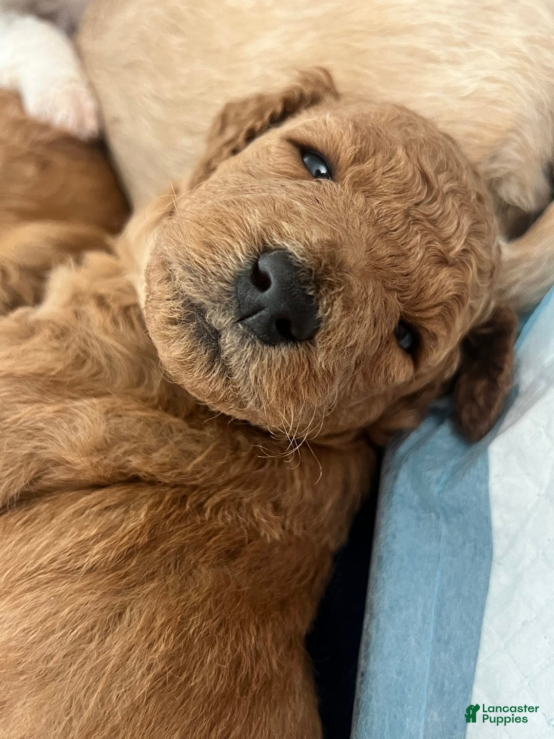 Goldendoodle dogs for sale: Maple - Image 4