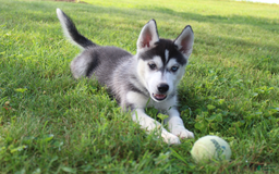 Siberian Husky dogs for sale: Alaska - Image 9