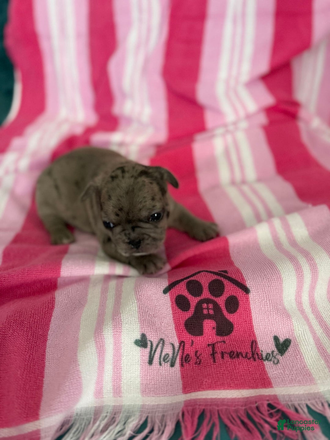 French Bulldog dogs for sale: Akc Blue Merle - Image 10